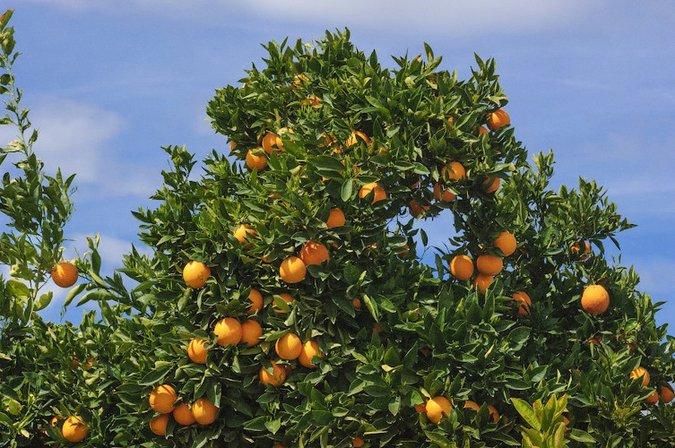 Gardinier Florida Citrus