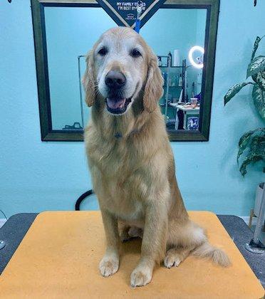 Devoir Pet Salon