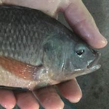 Nature Coast Tilapia llc