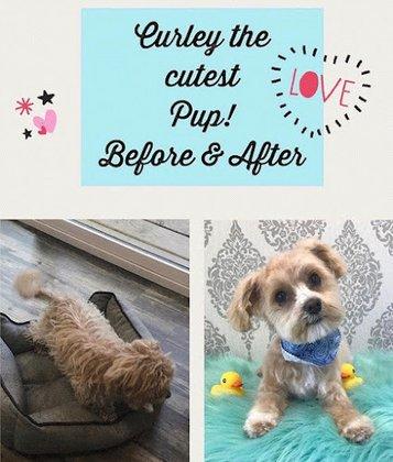 Smoochie Pooch