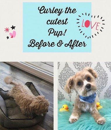 Smoochie Pooch