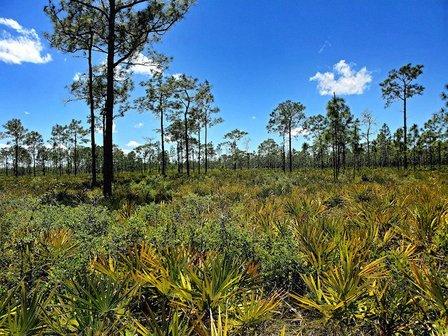 The Nature Conservancy's Disney Wilderness Preserve