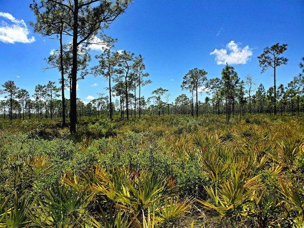 The Nature Conservancy's Disney Wilderness Preserve