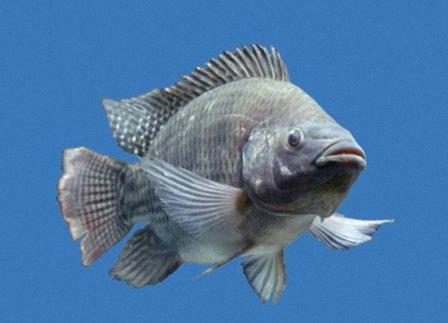 Nature Coast Tilapia llc
