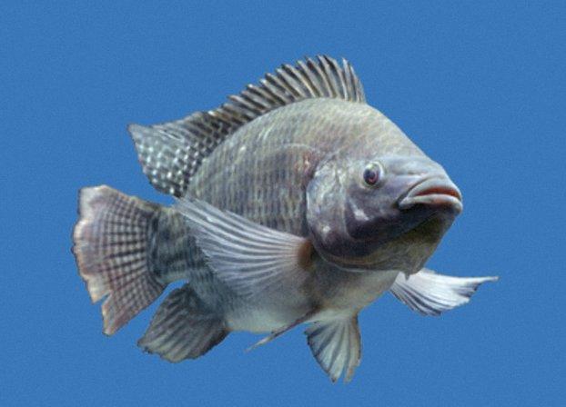 Nature Coast Tilapia llc