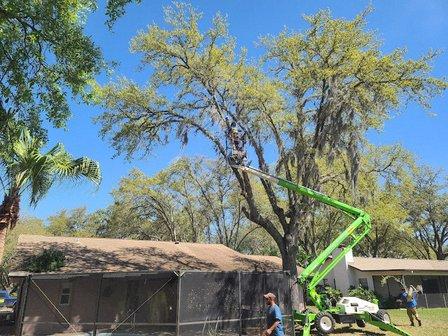 Mike's Tree Service