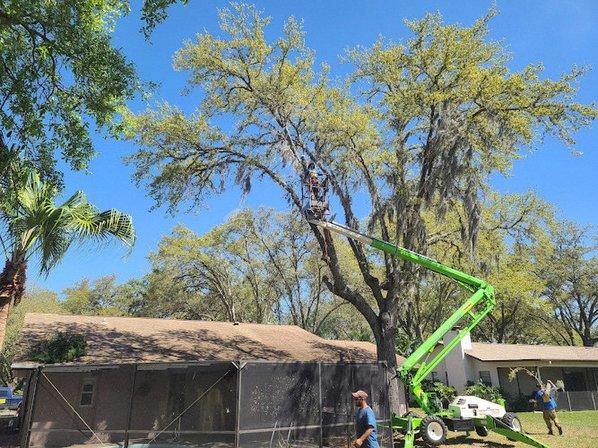 Mike's Tree Service