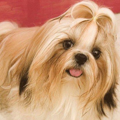 Fort Meade Animal Clinic: Lori J Shank, DVM