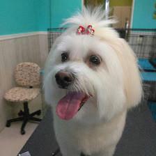 Polly's Pet Grooming