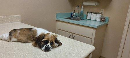 Polo Park Animal Hospital