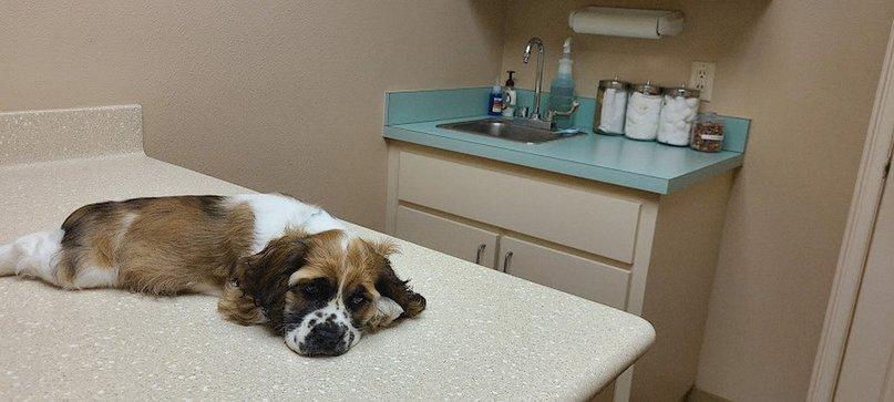 Polo Park Animal Hospital