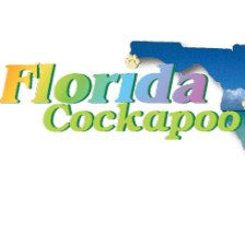 Florida Cockapoo Puppies For Sale, New Litter Ready