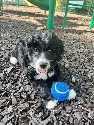 Summerfield Mini Bernedoodles