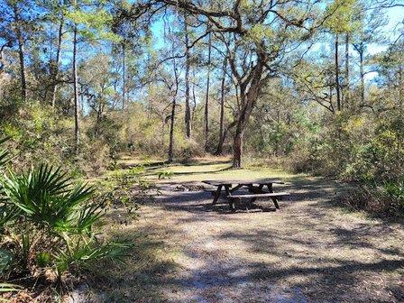 Withlacoochee State Forest