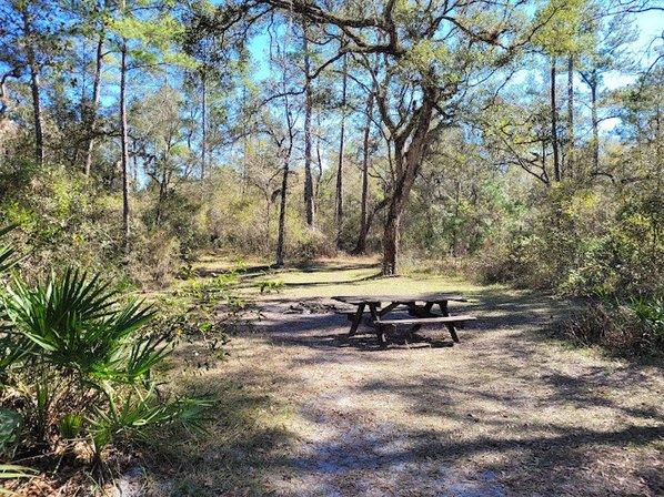 Withlacoochee State Forest