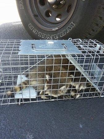 Brooksville Animal Removal