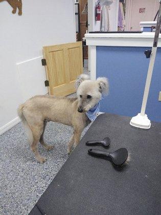 Polly's Pet Grooming