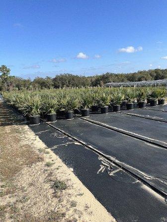 Florida's Best Trees