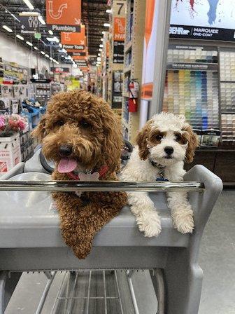 Florida Fur Babies