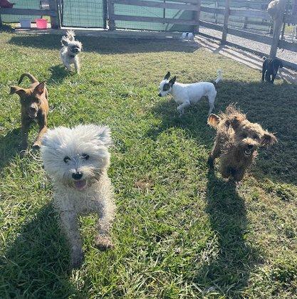Four Paws Doggie Day Camp