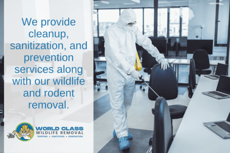 World Class Wildlife Removal & Rodent Remediation