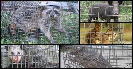 Assurance Wildlife Trapping