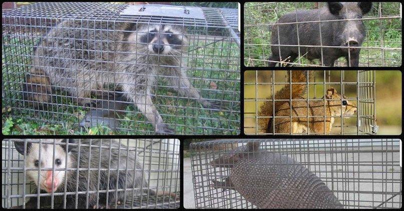 Assurance Wildlife Trapping