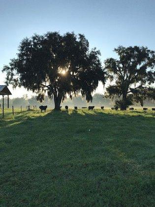 Riverbend Cattle Company