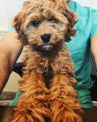 Florida Cockapoo Puppies For Sale, New Litter Ready