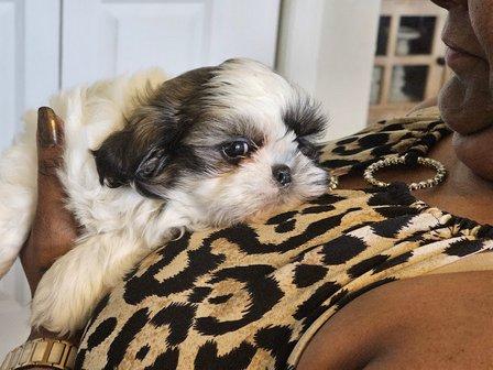 Horizon Shih-tzus