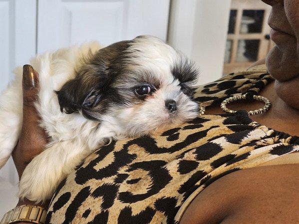 Horizon Shih-tzus