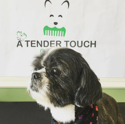 A Tender Touch Grooming