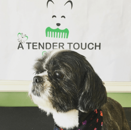 A Tender Touch Grooming
