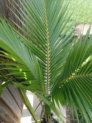 Heaven's Acres Inc. Coconut Tree Farm