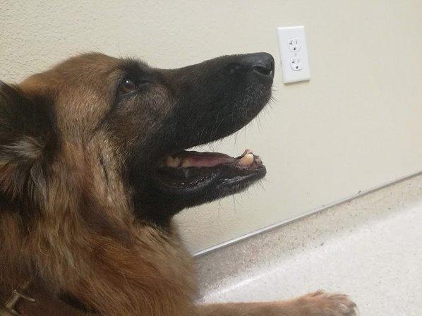 Sarasota Veterinary Emergency & Specialty Center