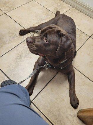 Dunnellon Animal Hospital