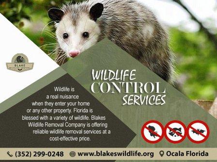 Blakes Wildlife | Pest Control Removal Services