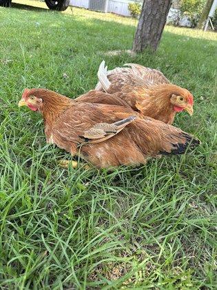 Florida live poultry farm