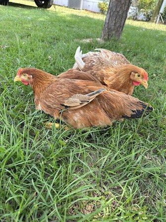 Florida live poultry farm