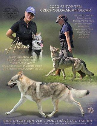 DireWolf Pack