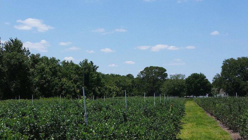 Lonesome Oak Blueberry farm