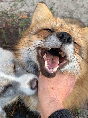 Fox Tales Florida