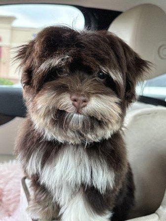 Non Shedding Dogs - Florida