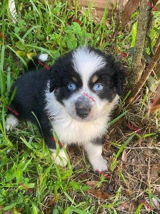 Aussies of Hope LLC