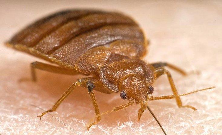 Pest Eliminators Inc. - A Division of Turner Pest Control