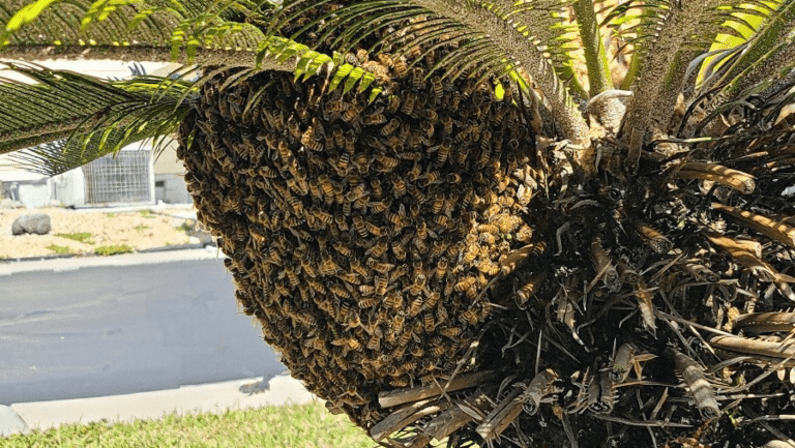 Florida Bee Removal