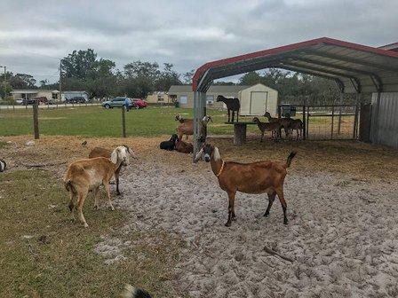 Goat Life and Proctor's Goat Farm, LLC