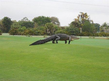 Myakka Pines Golf Club