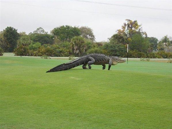 Myakka Pines Golf Club