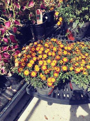 Walmart Garden Center